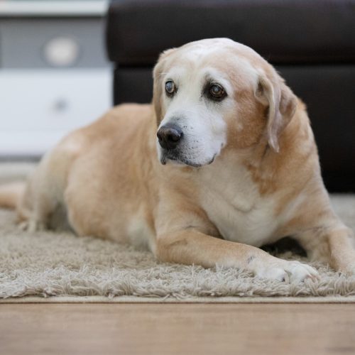 yellow labrador retriever lying on floor